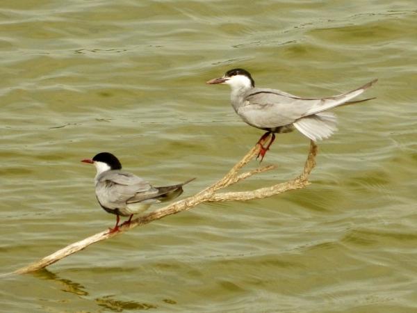 Ptaki zagrożone wyginięciem w Hiszpanii - Fumarel pospolity 
