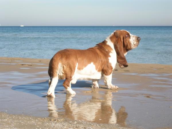 Francuskie rasy psów - 3. Basset hound