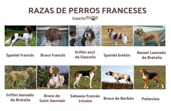 Francuskie rasy psów - Więcej francuskich ras psów!