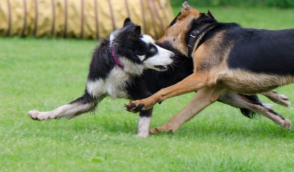 Hamowanie ugryzień psa – uwagi ogólne