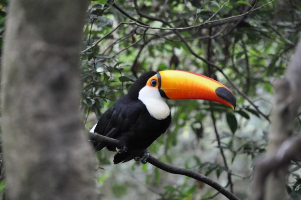 12 najbardziej zagrożonych zwierząt w Hondurasie - 8. Tukan