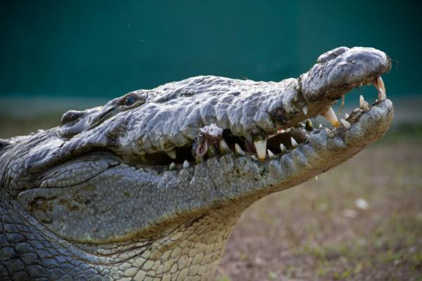 12 najbardziej zagrożonych zwierząt w Hondurasie - 6. Krokodyl amerykański