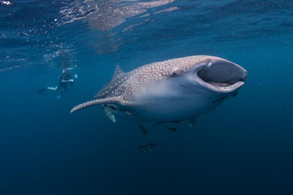 12 najbardziej zagrożonych zwierząt w Hondurasie – 3. Rekin wielorybi