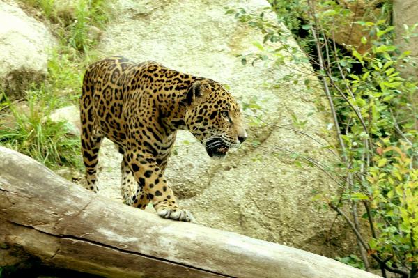 12 najbardziej zagrożonych zwierząt w Hondurasie - 5. Jaguar