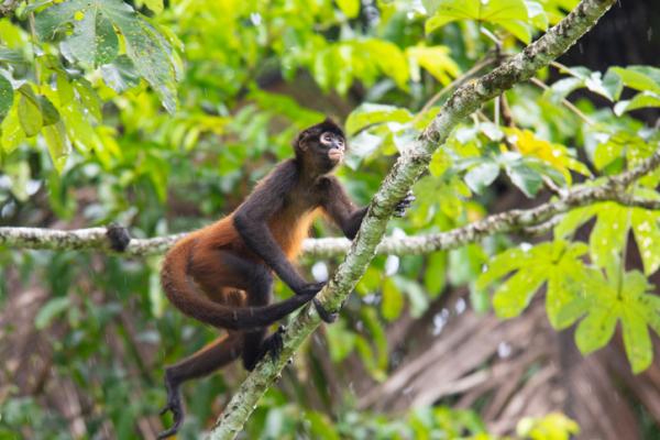 12 najbardziej zagrożonych zwierząt w Hondurasie - 11. Pająk małpa