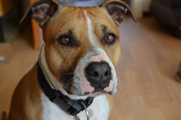 Rasy psów Pitbull - typy, nazwy i cechy - 3. American Staffordshire Terrier