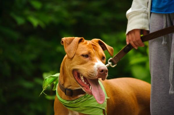 Rasy psów Pitbull - rodzaje, nazwy i cechy - 1. Amerykański Pit Bull Terrier