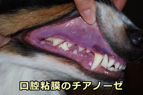 Znaczenie zabarwienia błon śluzowych psów - Sinice błon śluzowych