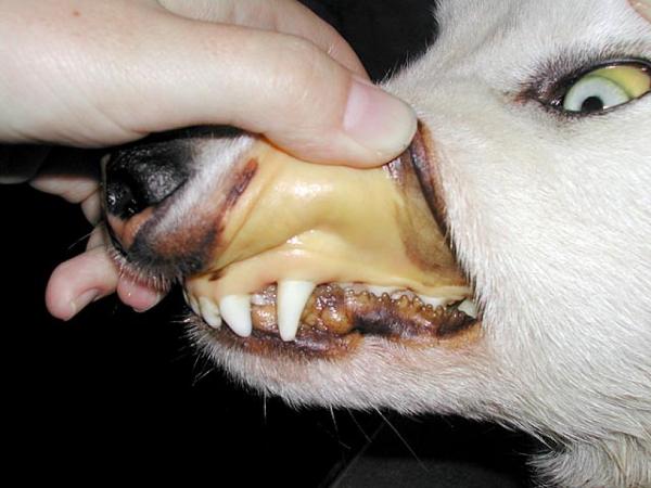 Znaczenie zabarwienia błon śluzowych psów - Błony śluzowe żółtaczki