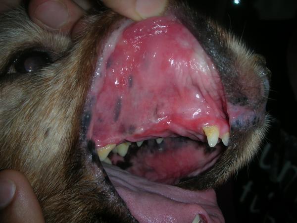 Znaczenie zabarwienia błon śluzowych psów - Zastoinowa błona śluzowa