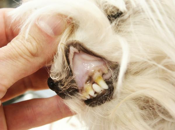 Znaczenie zabarwienia błon śluzowych psów - Blada lub anemiczna błona śluzowa