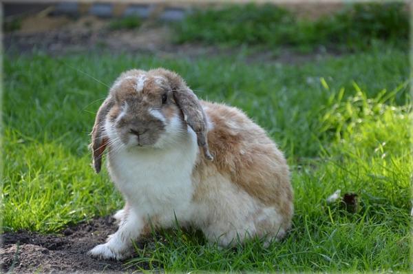 Jak długo żyje królik - popraw długość życia królika?