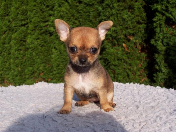 Rodzaje Chihuahua - Rodzaje Chihuahua, które istnieją