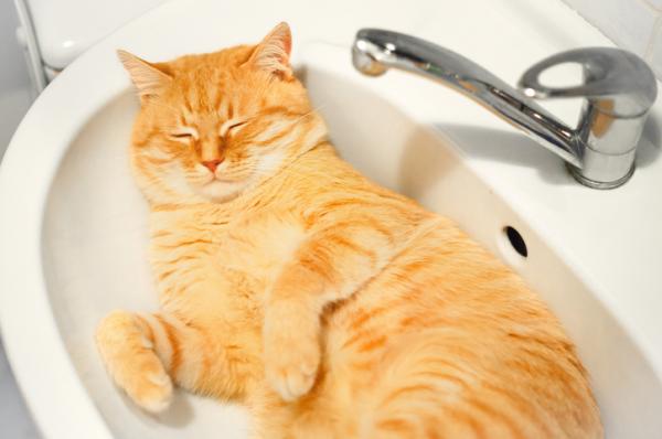Czy kota można kąpać po zaszczepieniu?  - Kąpiele i szczepienia dla kotów