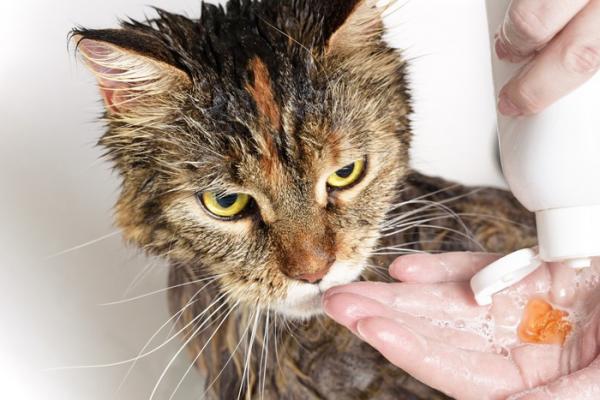 Czy kota można kąpać po zaszczepieniu?  - Kąpiel dla kota