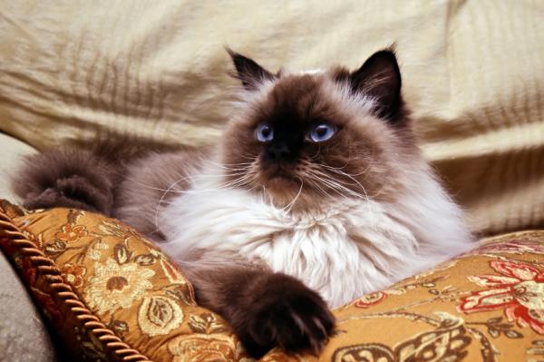 Pielęgnacja kota himalajskiego - Podstawowa pielęgnacja urody