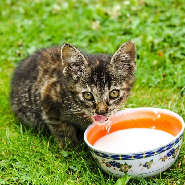 6 domowych przepisów na małe koty - czy koty mogą pić mleko krowie?