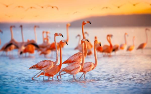 Zagrożone zwierzęta na Jukatanie - Różowy flaming (Phoenicopterus ruber) 
