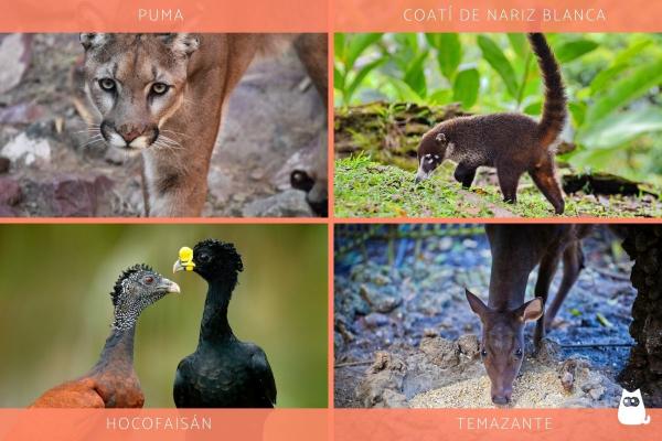 Zagrożone zwierzęta w Jukatanie - Inne zagrożone zwierzęta w Jukatanie