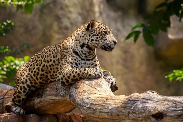 Zagrożone zwierzęta na Jukatanie - Jaguar (Pantera onca)