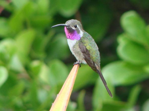 Zagrożone zwierzęta w Jukatanie - Koliber Elisy (Doricha eliza)
