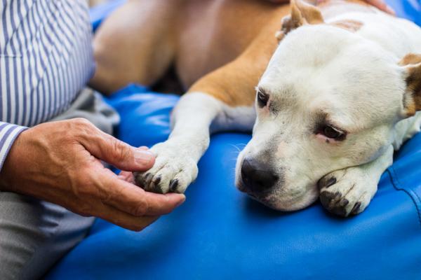 Omdlenie u psów lub omdlenia - przyczyny i postępowanie - przyczyny omdlenia u psów