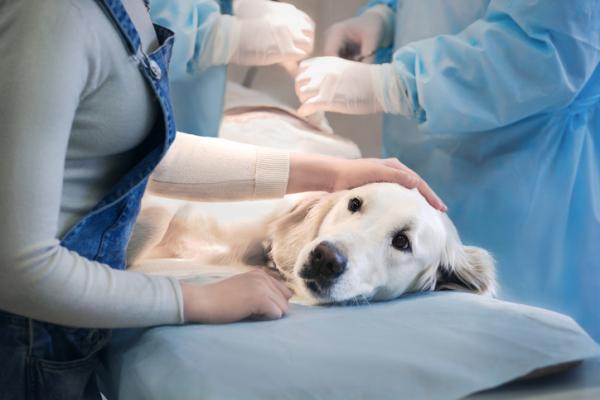Omdlenie u psów lub omdlenia - przyczyny i co robić - co zrobić, jeśli mój pies zemdleje?  - Leczenie