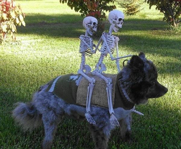 10 kostiumów na Halloween dla małych psów - 4. Rumak śmierci