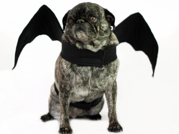 10 kostiumów na Halloween dla małych psów - 8. The Bat