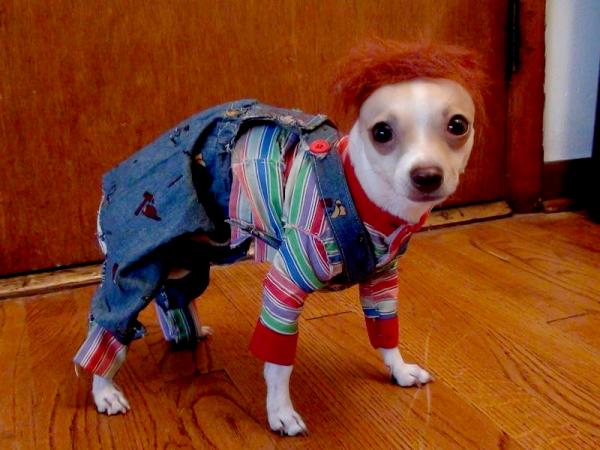 10 kostiumów na Halloween dla małych psów - 10. Pies Chuky 