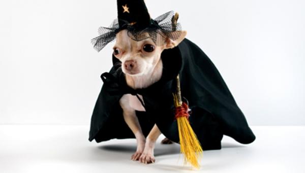 10 kostiumów na Halloween dla małych psów - 5. Psia wiedźma