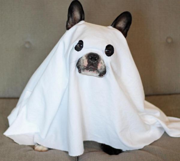 10 kostiumów na Halloween dla małych psów - 7. Duchowy pies