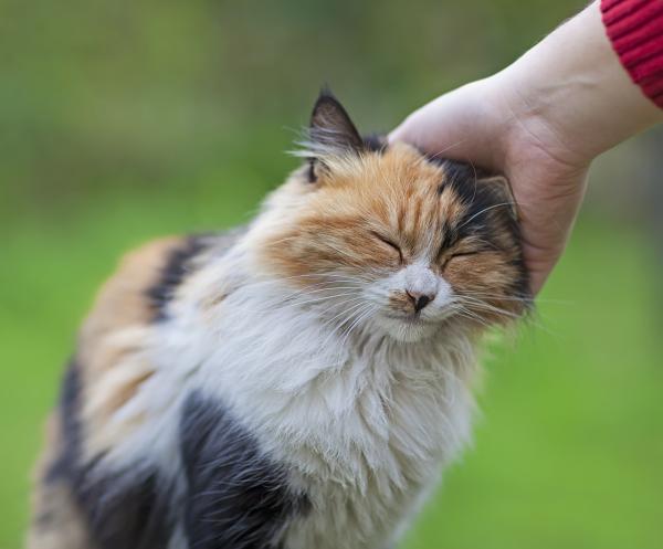 10 oznak, że Twój kot Cię kocha - Jeśli Twój kot Cię pociera