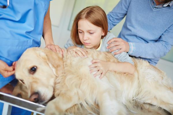 Jak wytłumaczyć dziecku śmierć swojego zwierzaka?  - Psychologia dziecka: proces żałoby po śmierci zwierzęcia