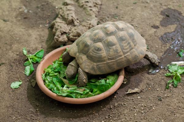 Co jedzą żółwie lądowe?  - Jak często jedzą żółwie?