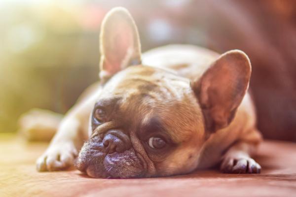 Domowe sposoby na pasożyty jelitowe u psów - Idź do weterynarza