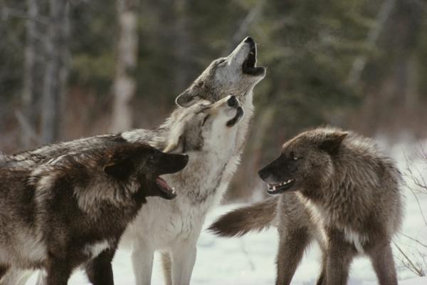 Reprodukcja wilka – struktura rodziny wilków