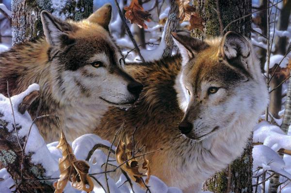 Reprodukcja wilka - Wilki i ich partnerki