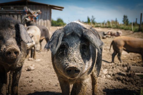 Świnia jako zwierzę domowe - czy istnieją miniaturowe świnie?