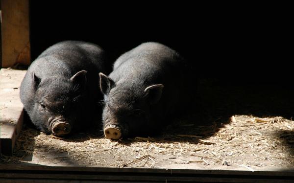 Świnia jako zwierzę domowe - Jakiej opieki i potrzeb wymaga świnia?