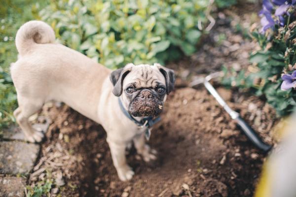 Uniemożliwienie mojemu psu zniszczenia ogrodu — zrozum problem