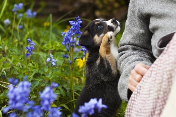 Uniemożliwianie mojemu psu niszczenia ogrodu — dlaczego niszczycielskie zachowanie Twojego psa?
