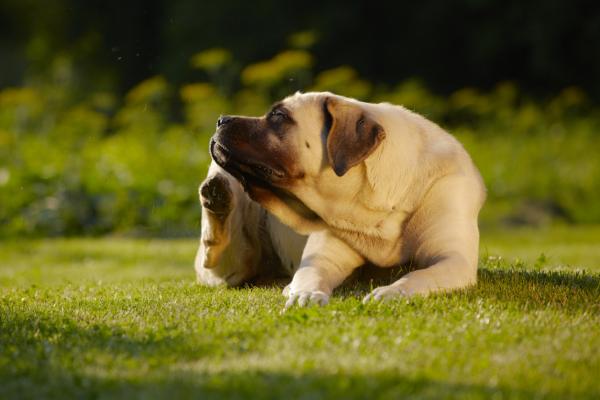 Domowe środki na wszy u psów - Kiedy powinniśmy stosować domowe środki do leczenia wszy u psów?