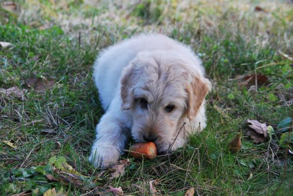 Korzyści z marchewki dla psów - czy dawanie marchewki psu jest złe?