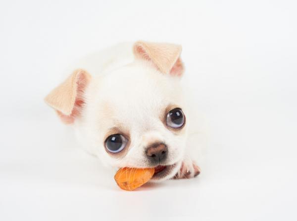 Korzyści z marchwi dla psów - czy szczenięta mogą jeść marchewki?