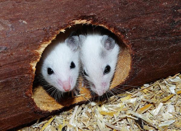 Różnice między szczurem a myszą - Różnice behawioralne między szczurami a myszami