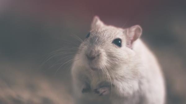 Różnice między szczurem a myszą - różnice fizyczne