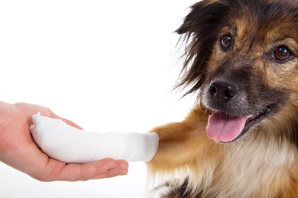 Jak uchronić psa przed zadrapaniem rany?  - Bandaż