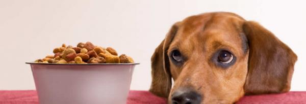 Jak sprawić, by mój pies schudł?  - 4. Jedzenie: kilka małych zasad