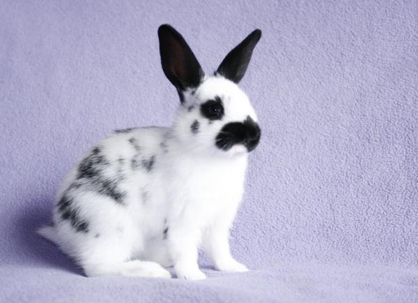 Opieka nad królikiem miniaturowym - Charakterystyka królika miniaturowego